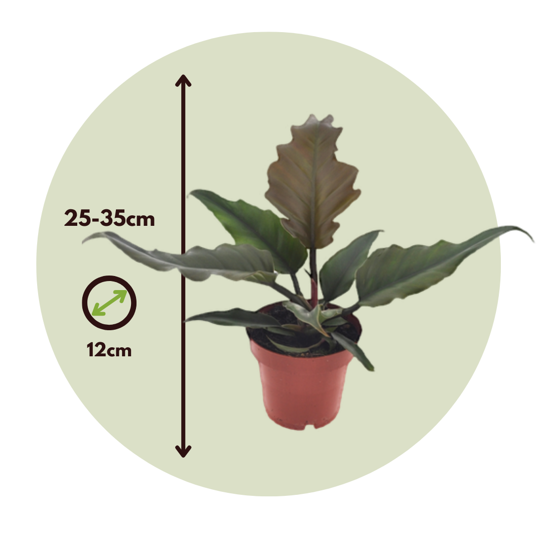 Filodendro - Philodendron 'caramel' - Altura 25-35cm - ⌀12cm_2