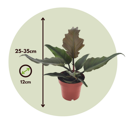 Filodendro - 2 Pzs - Philodendron 'caramel' - Altura 25-35cm - ⌀12cm_2