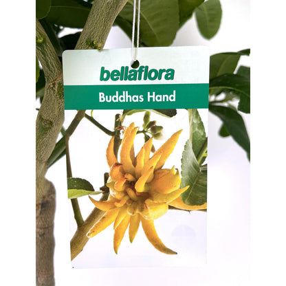 Limon Mano De Buda Copa M26 140cm_1
