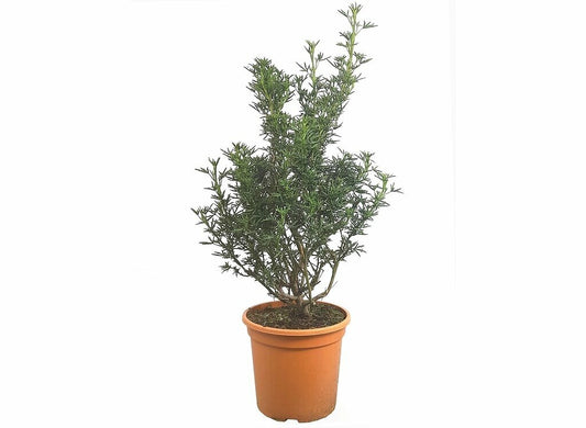 Alyogyne Cuneiformis M24 60cm_0