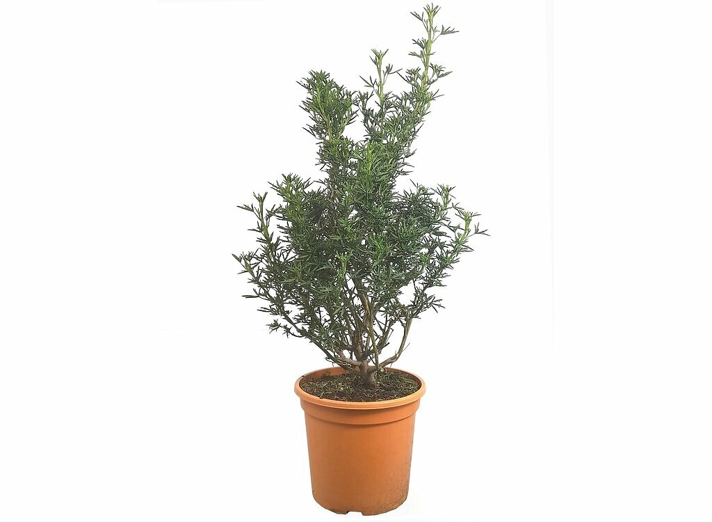 Alyogyne Cuneiformis M24 60cm