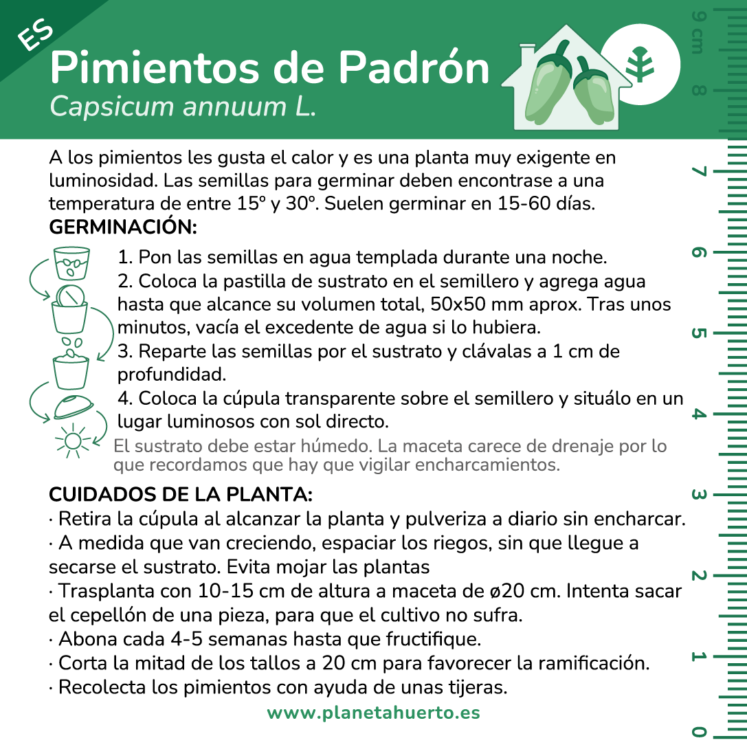 Kit de autocultivo Pimientos de Padrón Planeta Huerto
