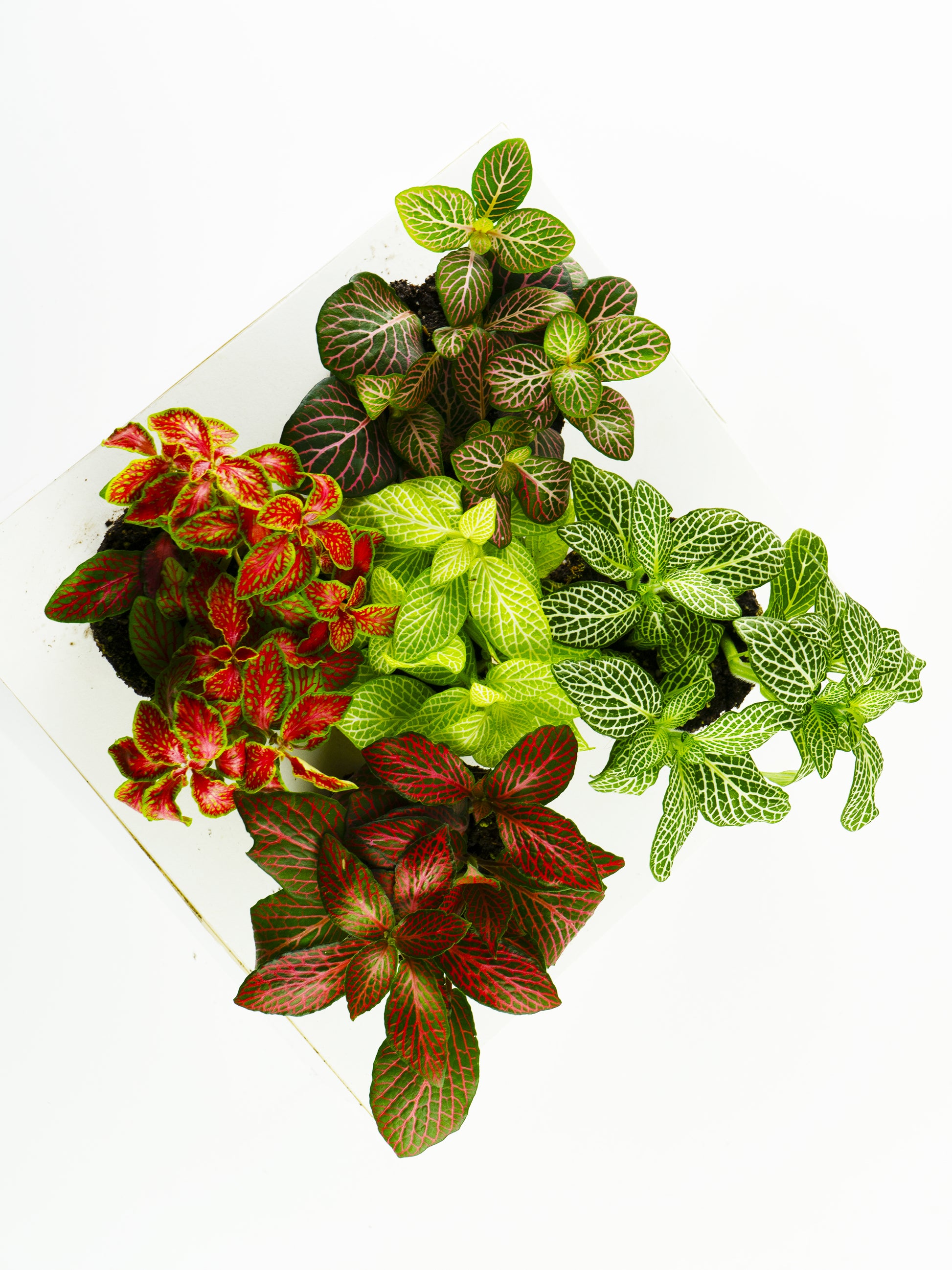 Pack mini Fitonias |  5 Unidades