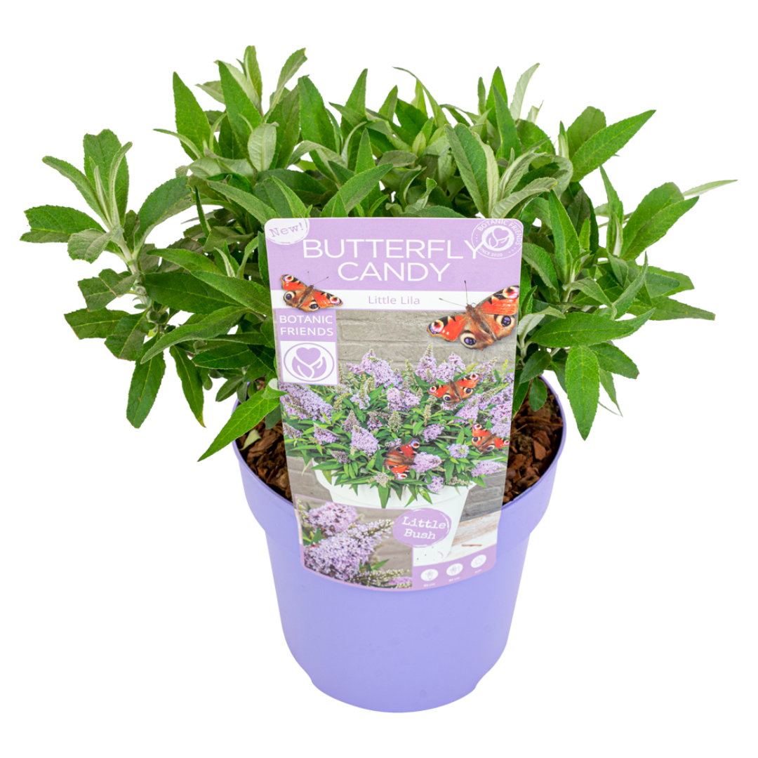 Budleia - Buddleja Davidii 'candy' - Altura 30-40cm - ⌀19cm_0