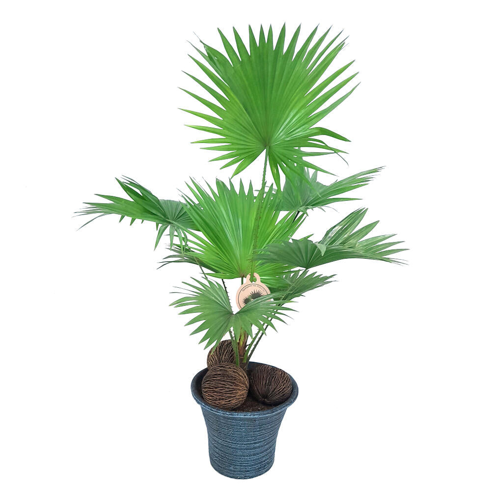 Livistonia Rotundifolia Con Maceta De Cerámica M23