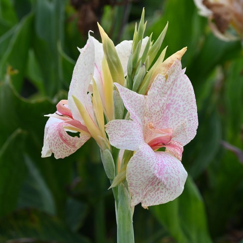 1 Bulbo Canna 'fantasy'_0