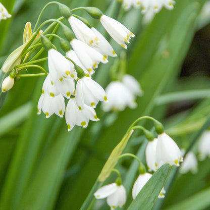 Campanilla De Verano - 20 Pzs - Leucojum Aestivum - Bulbos De Flores - Blanco