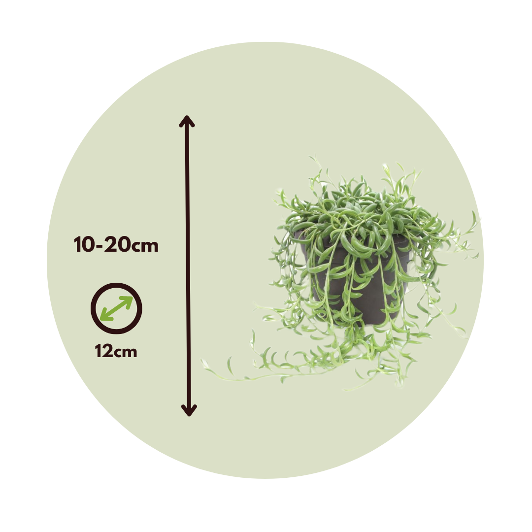 Cadena De Plátanos - Senecio Radicans - Altura 10-20cm - ⌀12cm_2