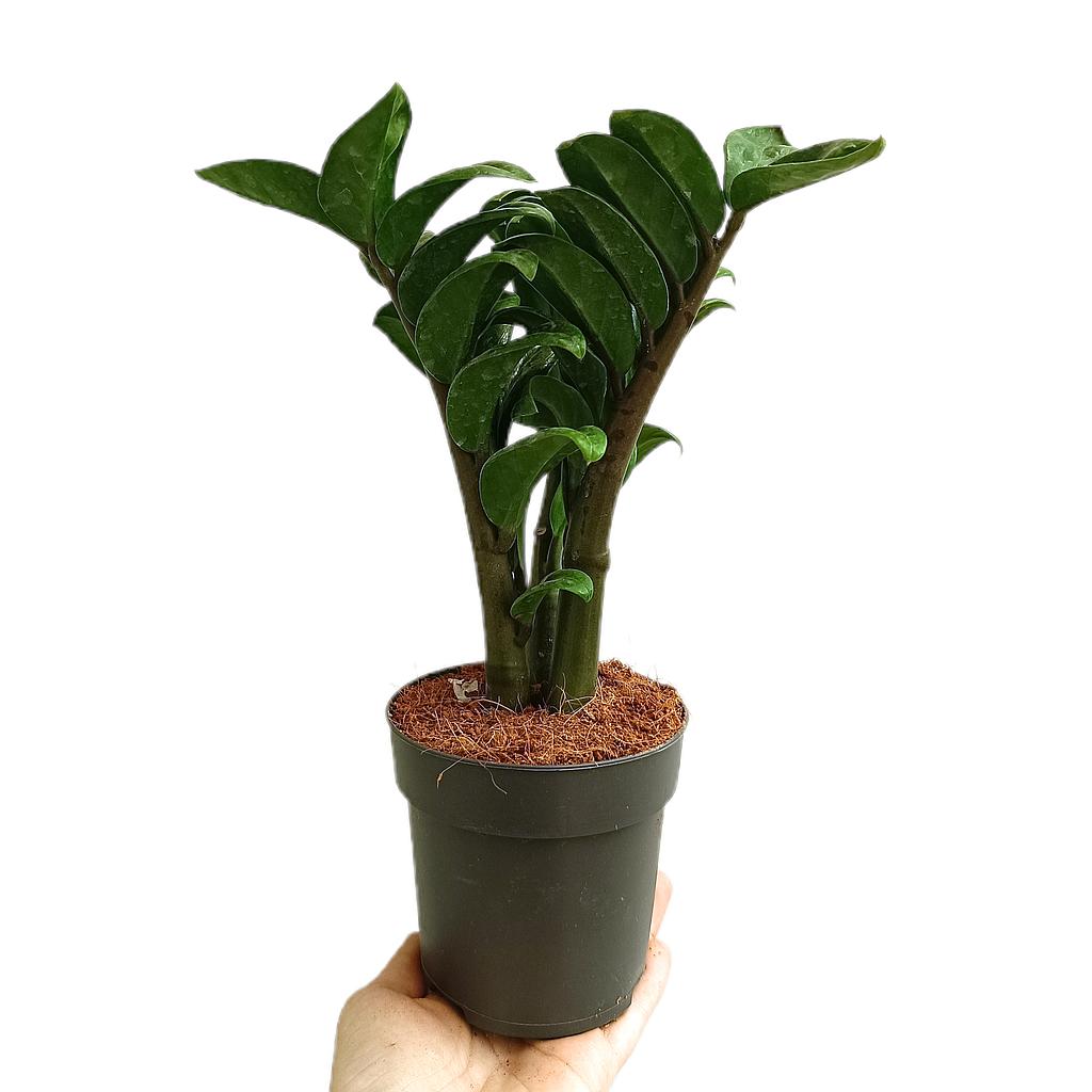 Zamioculca Zenzi M11_0