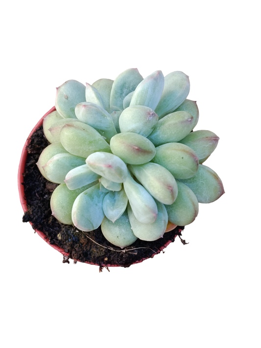 Pachyphytum Sp Ø5 Planta Suculenta De Sol_0