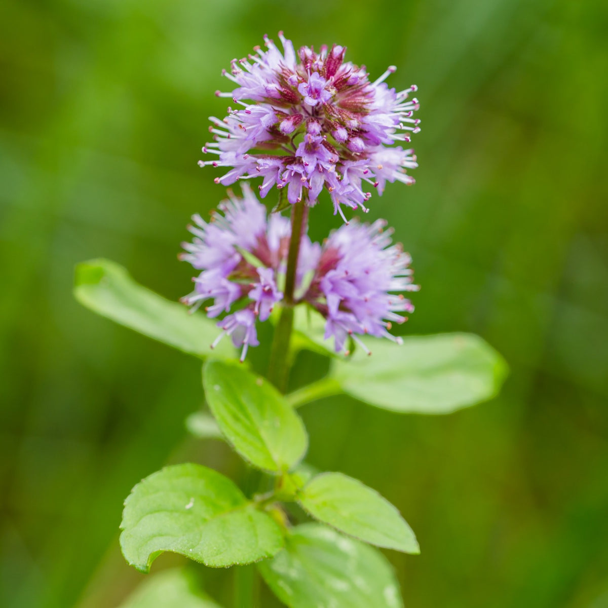 Menta Acuática Mentha Aquatica Estanque - Set 4 Plantas Con Cesta Y Sustrato_2