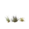 Claveles De Aire - 3 Pzs - Tillandsia - Altura 5-15cm - ⌀5cm