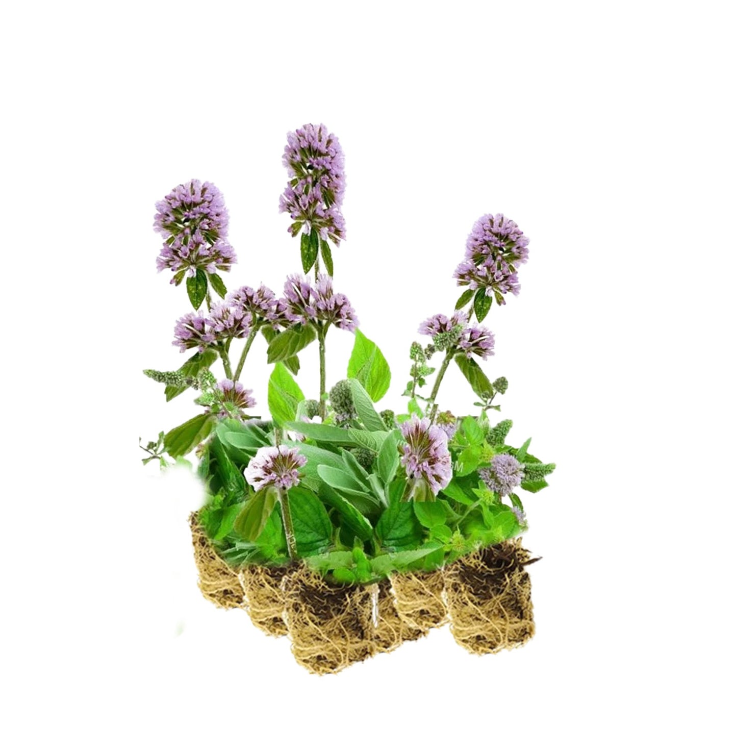 Menta Acuática - Mentha Aquatica - 15 Plantas_0