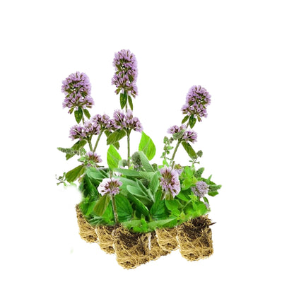 Menta Acuática - Mentha Aquatica - 15 Plantas_0