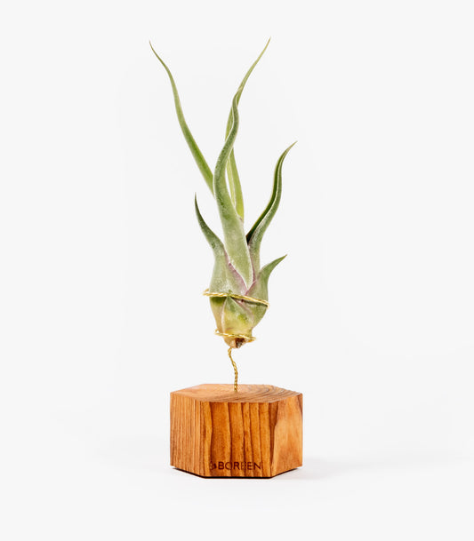 Planta De Aire Tillandsia Caput Medusae Con Hexágono De Madera_0