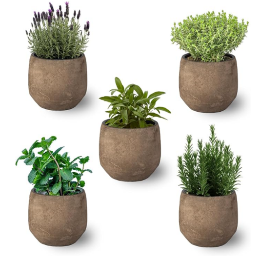 Smply - Pack De 5 Plantas Aromáticas Naturales : Lavanda + Romero + Tomillo + Salvia + Menta 