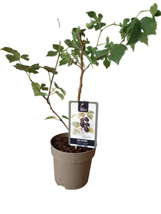 Planta Mora Negra Arbol Frutal Muy Dulce_0