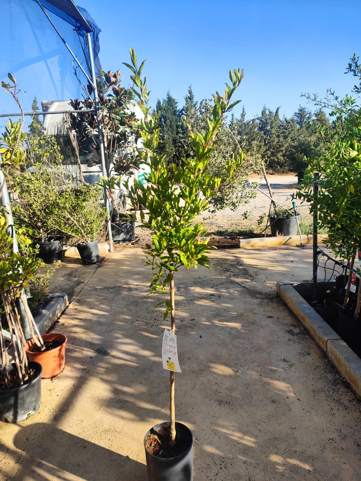 Granado Mollar Maceta_1