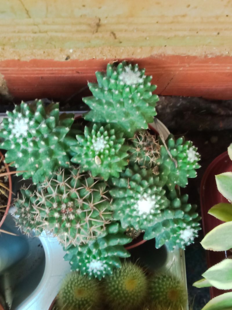 Cactus Mammillaria Polythele Ø8 Cms_0