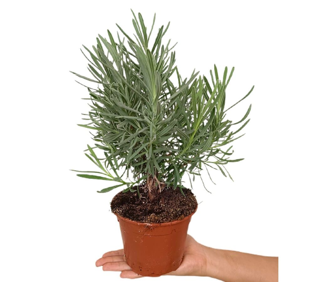 Lavanda Angustifolia M13_0