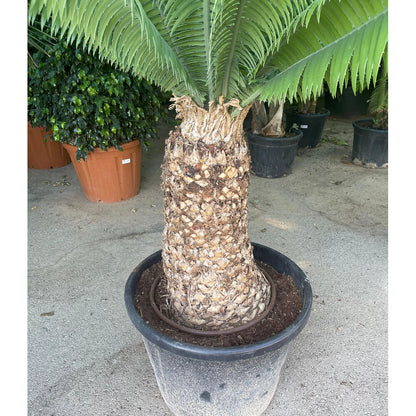 Dioon Spinolosum M70 200cm_1