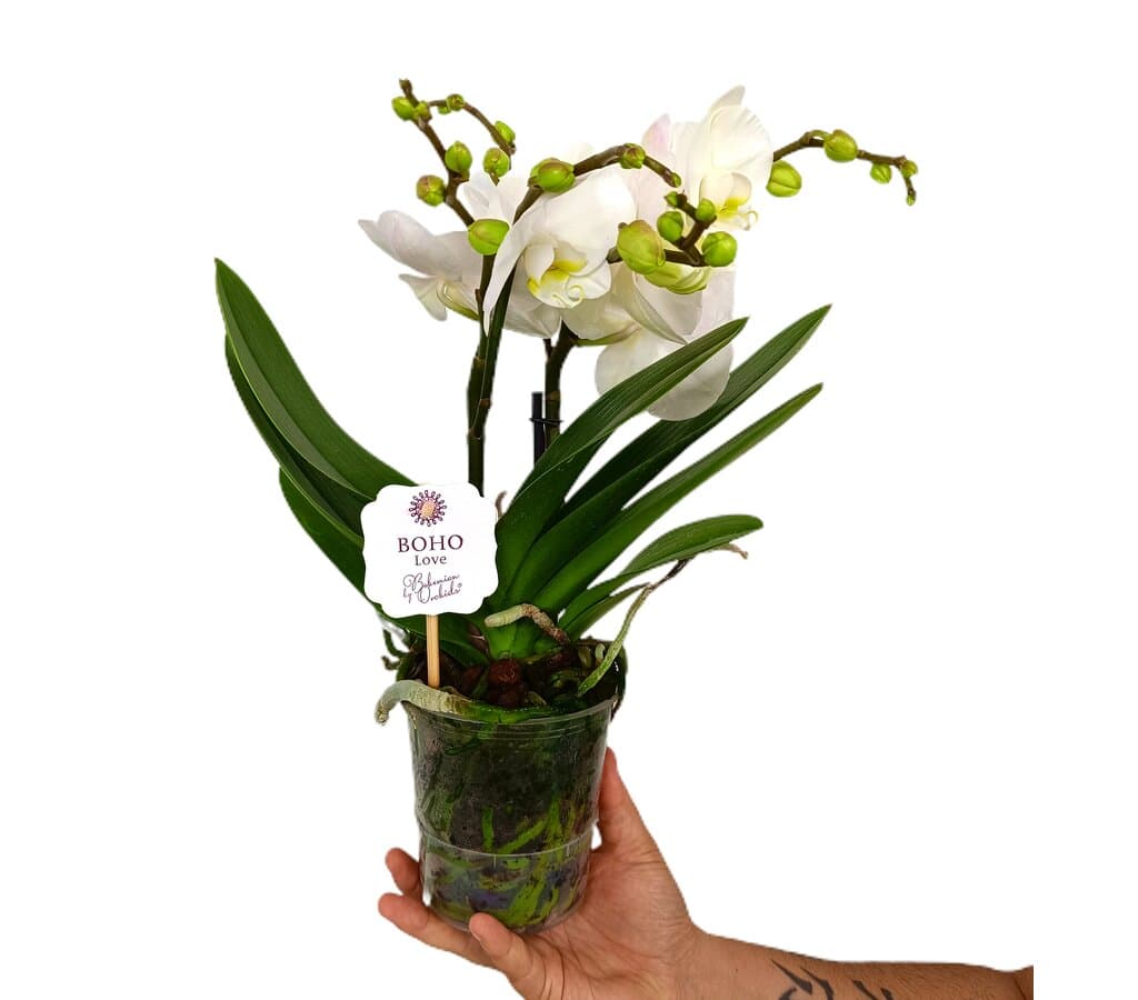 Phalaenopsis Boho Blanca M12 45cm_1