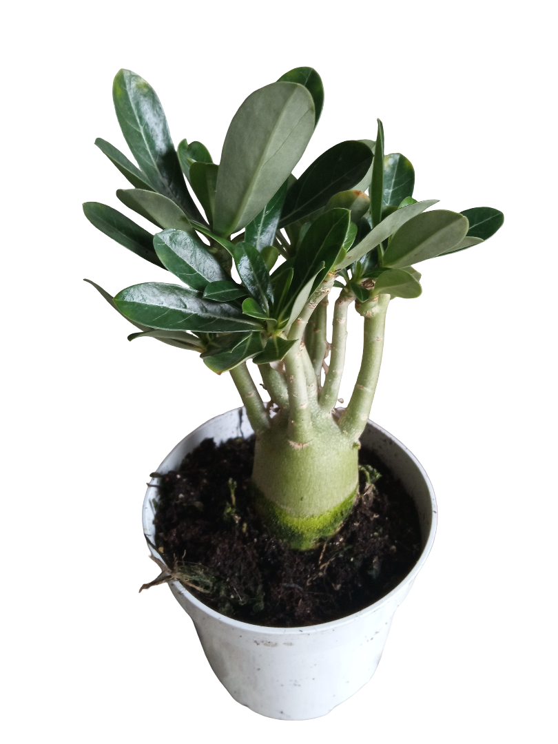Adenium Obesum Floracion Border Hybrid ( Blanco Con Rivete Rosa ) Planta Suculenta Ø10_0