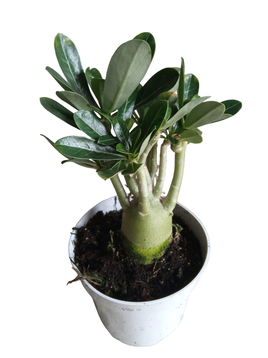 Adenium Obesum Floracion Border Hybrid ( Blanco Con Rivete Rosa ) Planta Suculenta Ø10_0