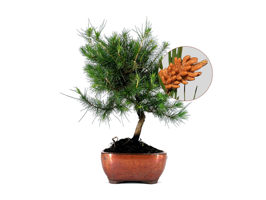 Bonsái Pinus Halepensis – Pino Carrasco 8 Años_0
