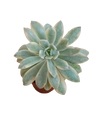 Echeveria Minibelle variegata Planta Suculenta Ø5