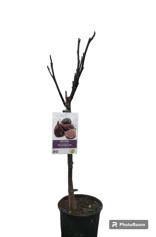 Higuera Enana Maceta_0