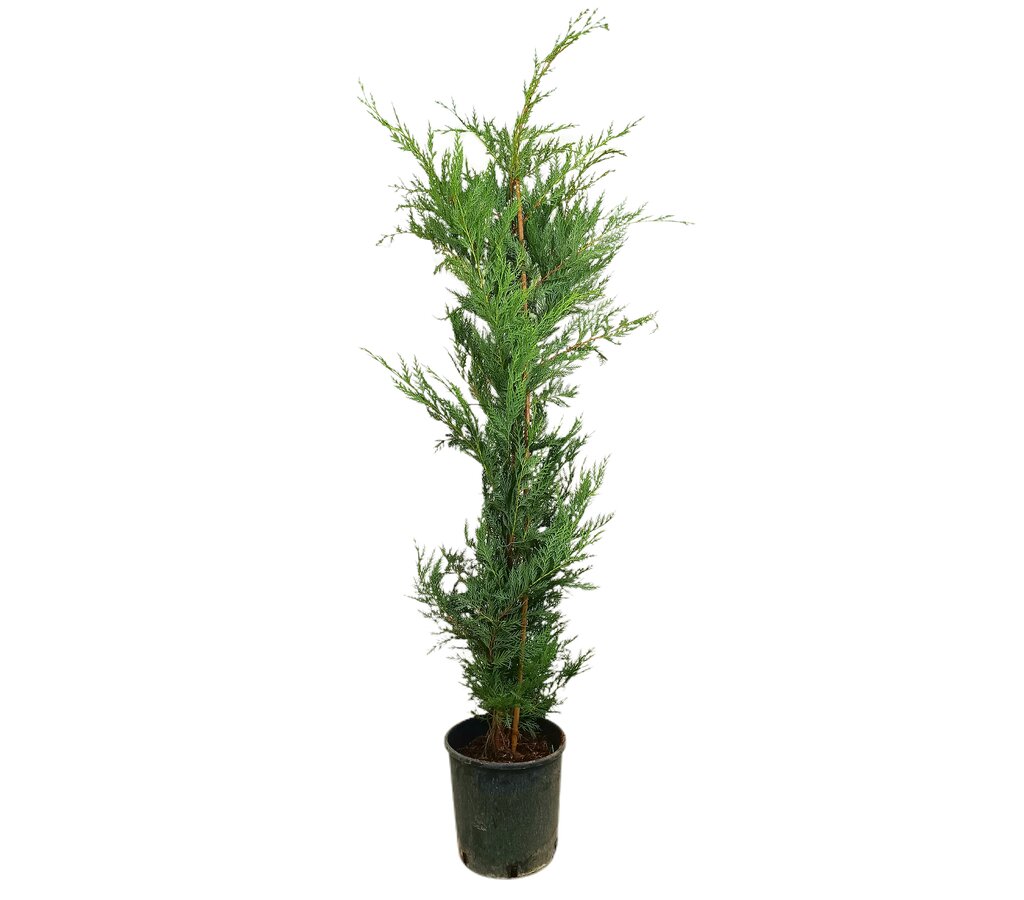 Cupressus Leylandii M25 110-130cm_0