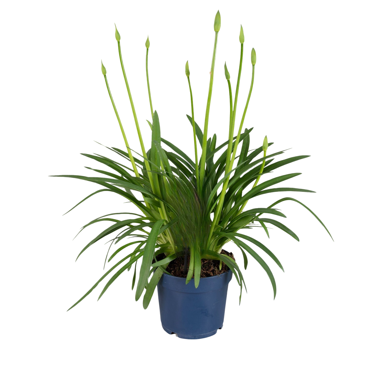 Lirio Africano - Agapanthus 'superb White' - Altura 55-70cm - ⌀17cm_0