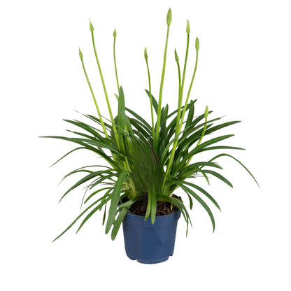 Lirio Africano - Agapanthus 'superb White' - Altura 55-70cm - ⌀17cm_0