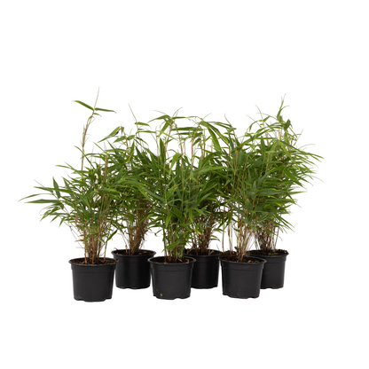 Bambú - 6 Pzs - Fargesia Rufa - Altura 25-40cm - ⌀13cm_0
