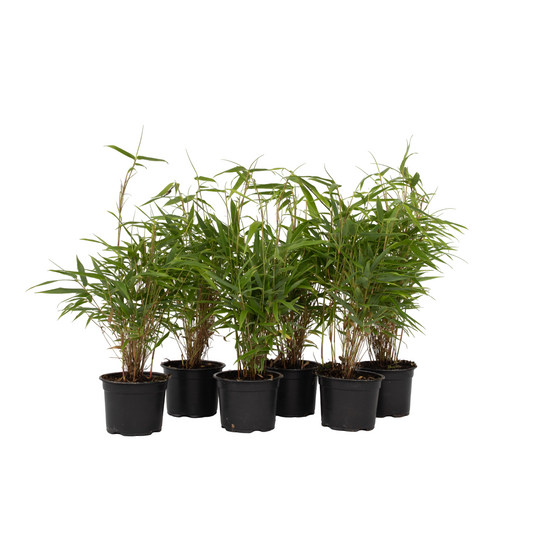 Bambú - 6 Pzs - Fargesia Rufa - Altura 25-40cm - ⌀13cm_0