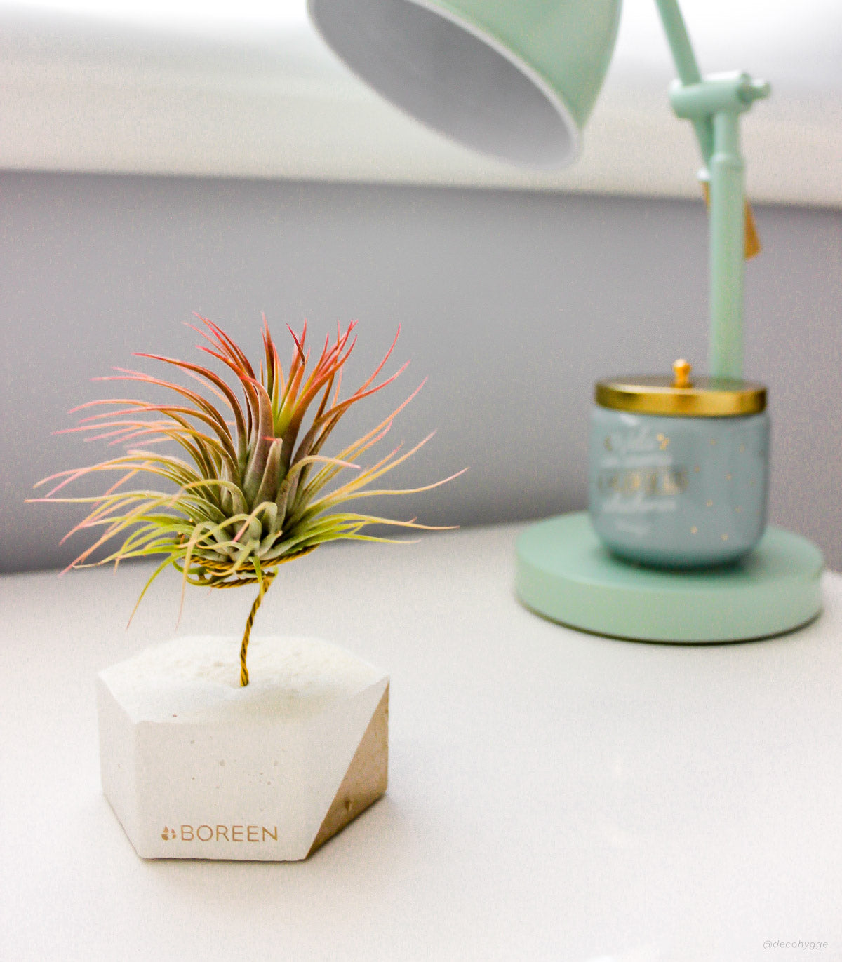 Planta De Aire Tillandsia Ionantha Con Hexágono De Cemento Y Esquina Dorada_1