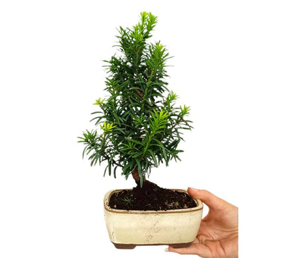 Bonsái Taxus 7 Años (tejo Común)_0