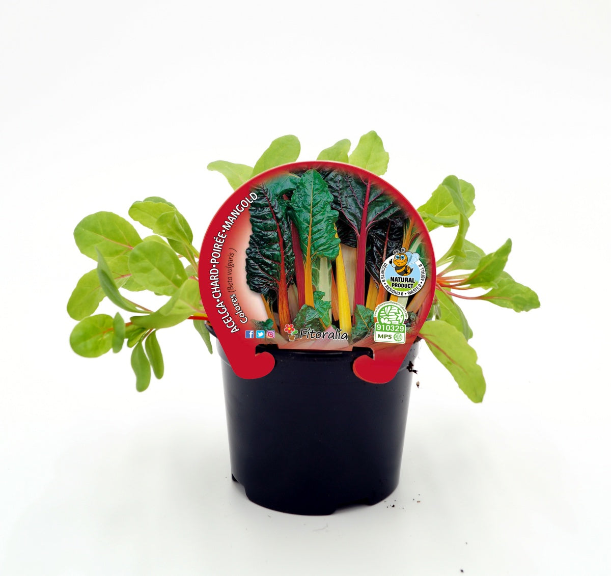 Plantón De Acelga De Colores Natural En Maceta De 10,5 Cm. - Fitoralia