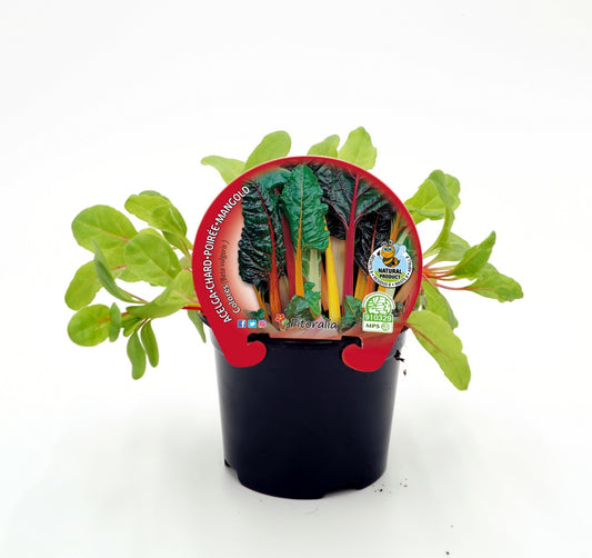 Plantón De Acelga De Colores Natural En Maceta De 10,5 Cm. - Fitoralia