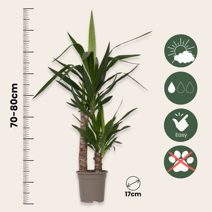 Yuca Pie De Elefante - 2 Pzs - Yucca Elephantipes - Altura 70-80cm - ⌀17cm