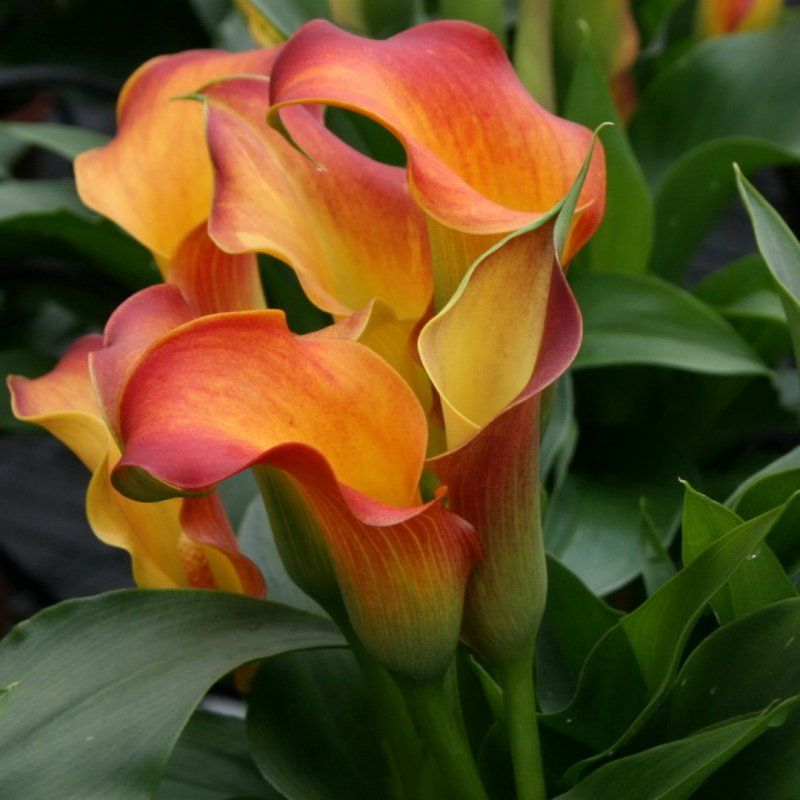 1 Bulbo Zantedeschia 'lido' Cala Flor Naranja._0