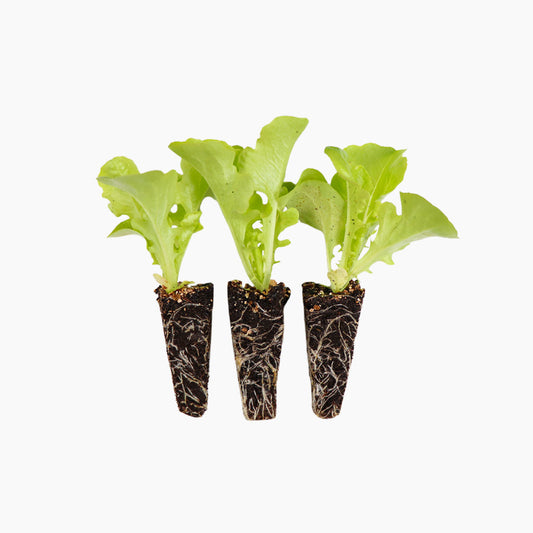 Plantón Lechuga Hoja De Roble Verde - PlantaBo_0