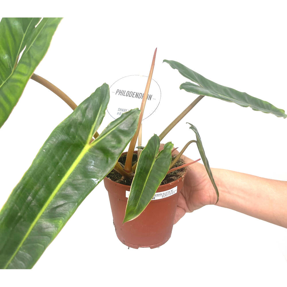 Philodendron Bilietiae M12 30cm_1
