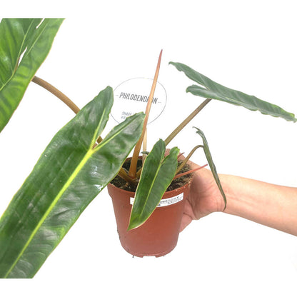 Philodendron Bilietiae M12 30cm