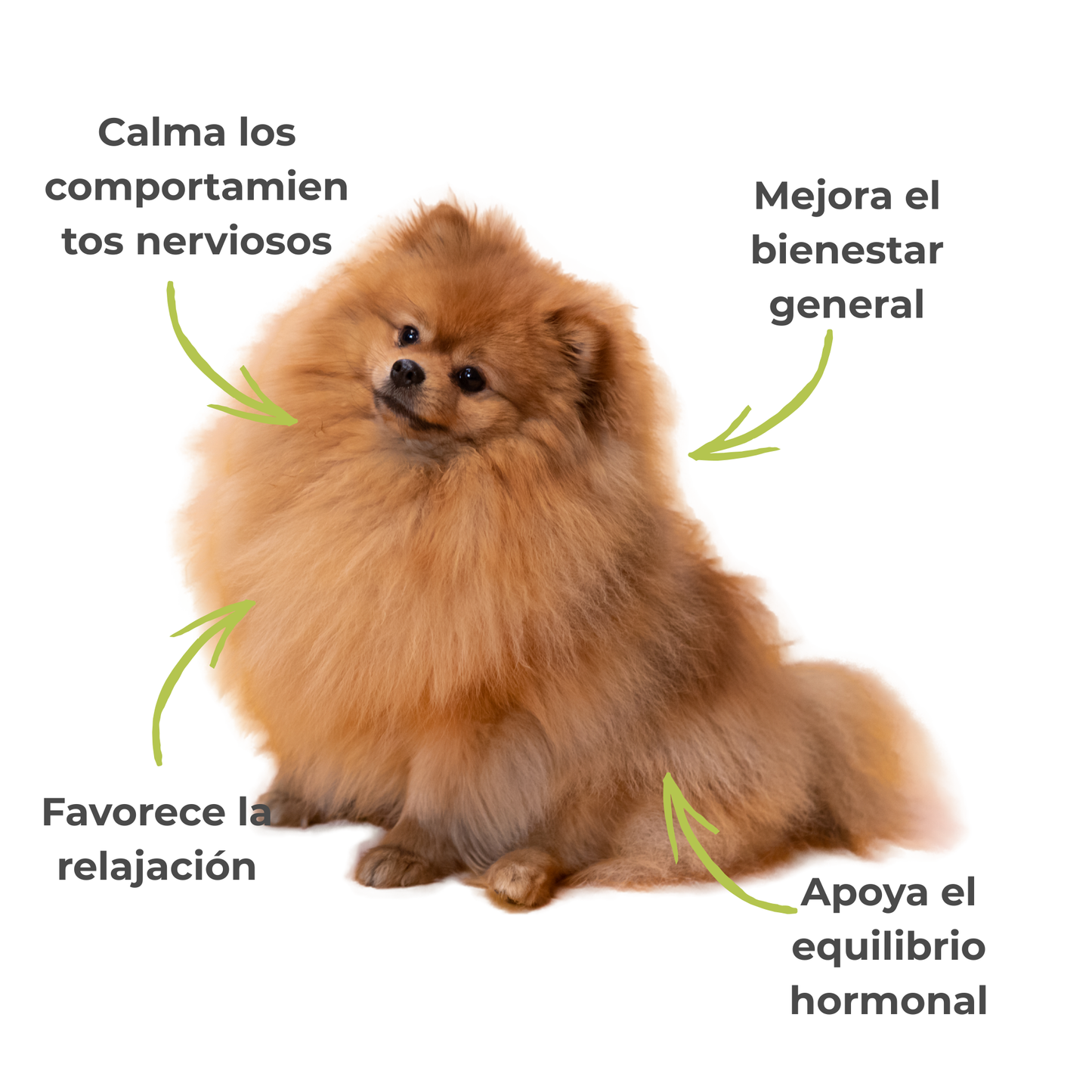 Equilibrio hormonal ECO para perras y gatas – Calma durante el celo – 100 g_3