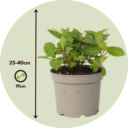 Hortensia - 2 Pzs - Hydrangea 'magic Sunset' - Altura 25-40cm - ⌀19cm_2