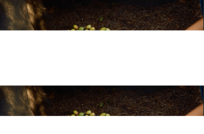 Aceite De Oliva Virgen Extra The Farm Mallorca 4 X 250 Ml