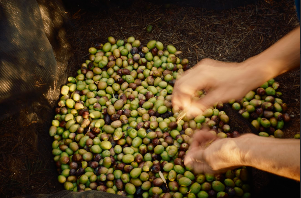 Aceite De Oliva Virgen Extra The Farm Mallorca 4 X 250 Ml_4