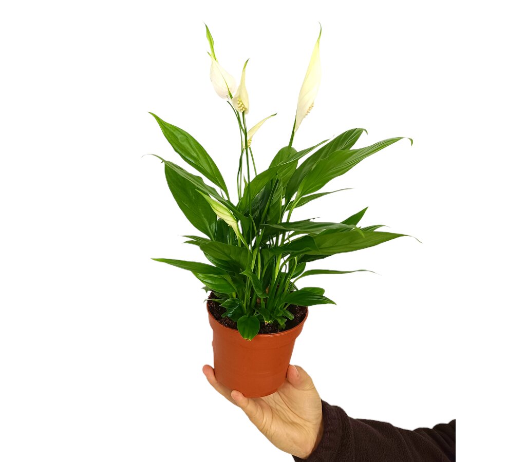 Spathiphyllum M12 40cm (cuna De Moisés)_0